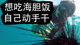 多鱼网，在线观看的新视界