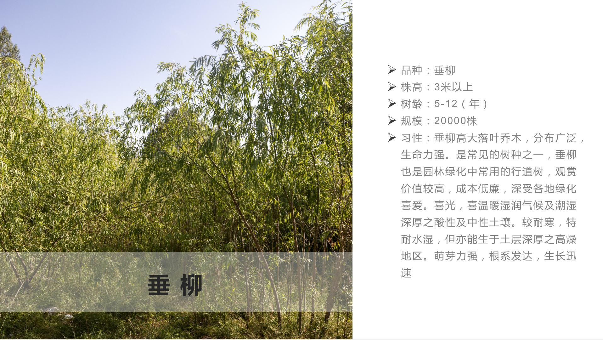 西北苗木网官网——探索绿色产业的门户
