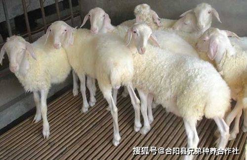小尾寒羊价格解析，多少钱一只？