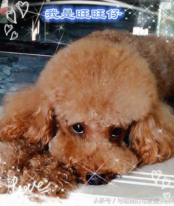 爱旺旺，人与旺犬的温馨故事