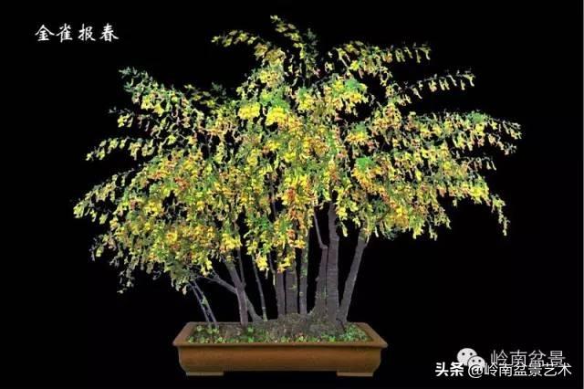 线叶金雀花的独特魅力与生态价值