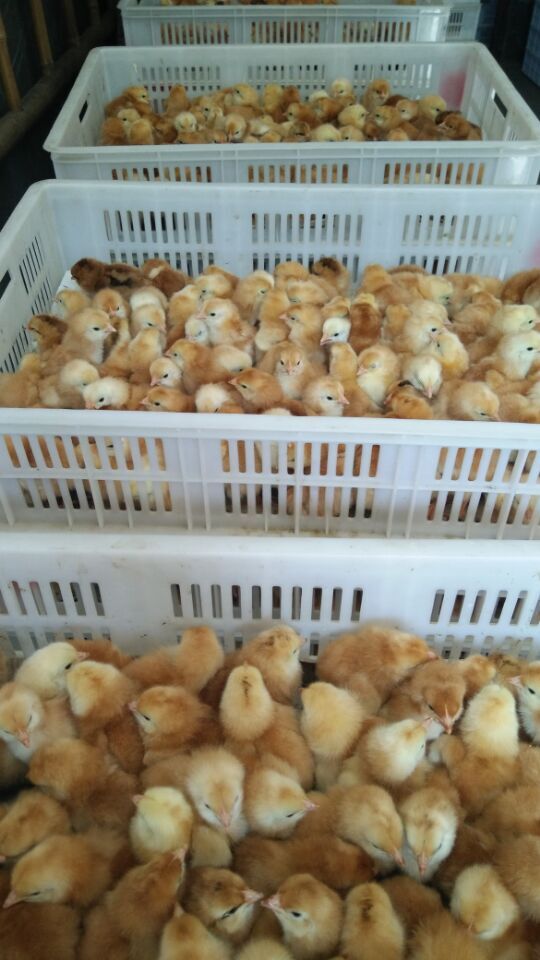 山东鸡苗价格行情分析