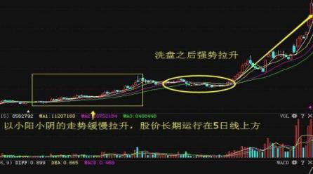 鹤庆兰花最新价格，市场走势与品种差异分析