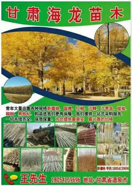 最新免费苗木求购信息汇总