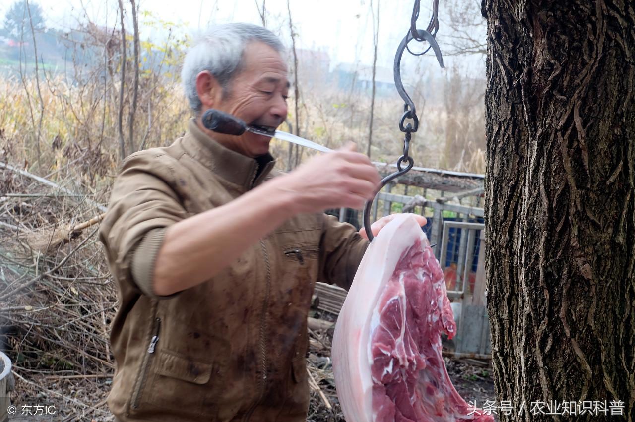 小型屠宰场杀猪设备，现代化操作的探索与实践