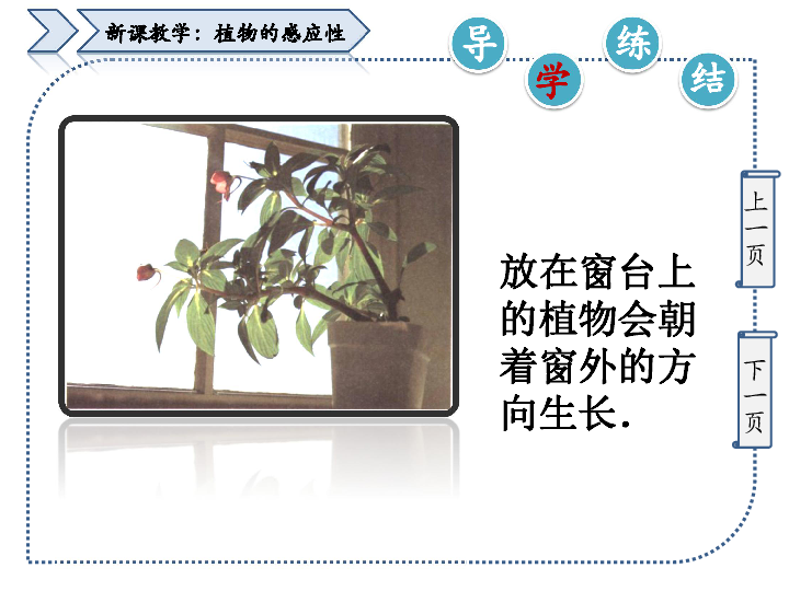 植物分类图谱，解锁生命多样性的钥匙