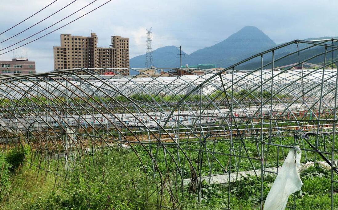 一亩大棚造价详解，费用构成与影响因素