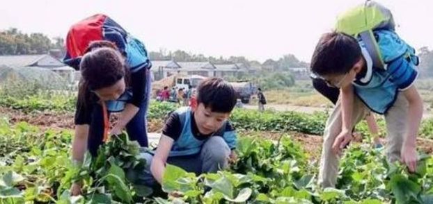 彩摘网，引领新时代的网络内容采摘体验